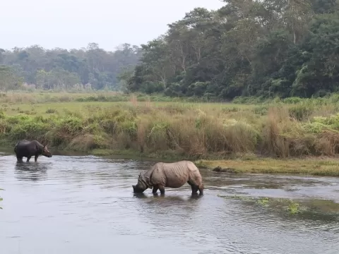 Nepal Jungle Safari: A Wild Odyssey into Nature's Haven