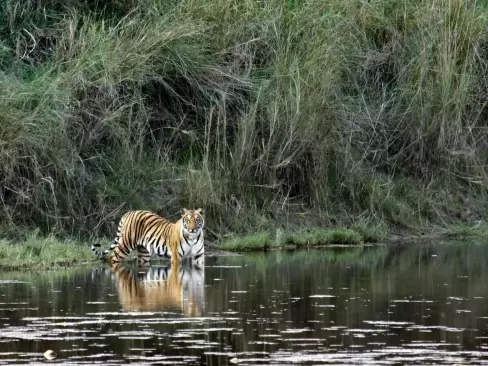 Bardiya National Park Tour