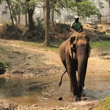 Jungle Safari In Nepal