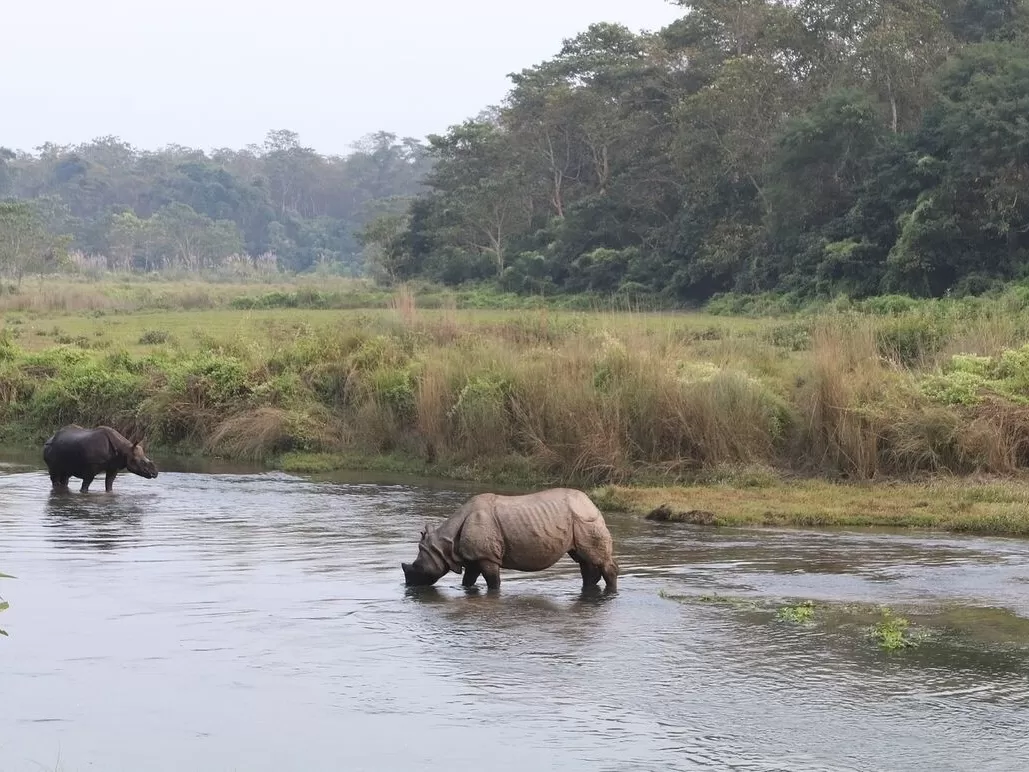 Nepal Jungle Safari: A Wild Odyssey into Nature's Haven