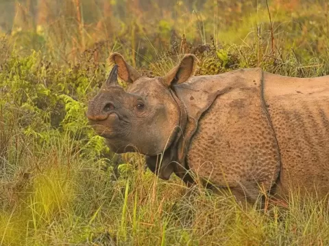 Best Nepal Wildlife Adventure Tour Packages