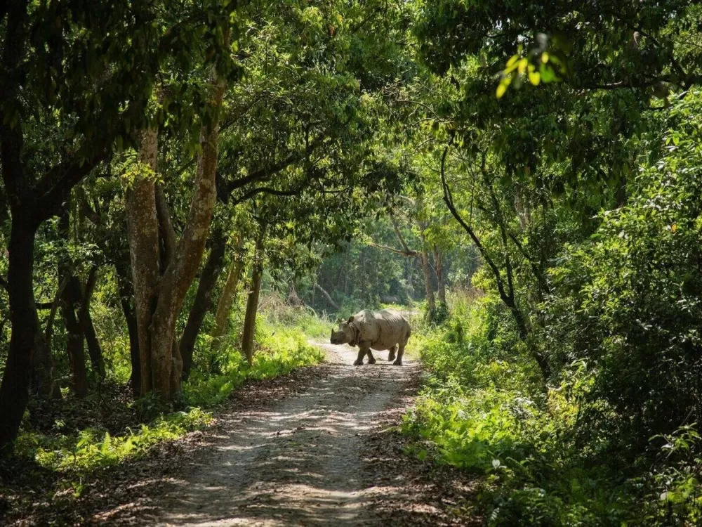 One-horned rhino strolls through road