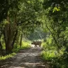One-horned rhino strolls through road