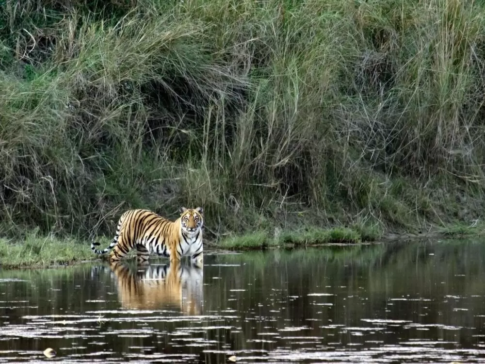 Bengal Tiger in Bardiya National Park