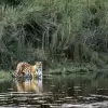 Bengal Tiger in Bardiya National Park